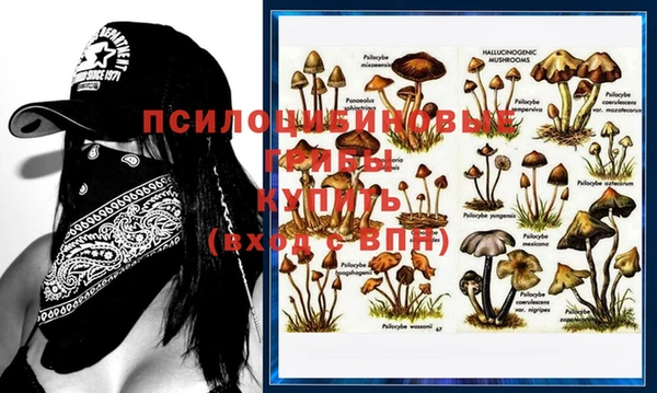 прущие грибы Волоколамск
