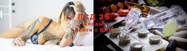 прущие грибы Волоколамск
