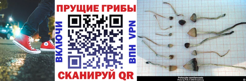 Галлюциногенные грибы Magic Shrooms  Купить где  Краснокамск 